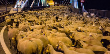 El viatge d'un miler d'ovelles