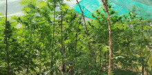 Desmantellada una gran plantació de marihuana al bosc