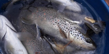 Rescatats més de 1.200 peixos a la central hidràulica de Bossòst