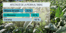 Els pèrits conclouen que el 35% del tabac està danyat per la pedra