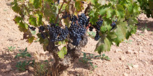 Iniciativa per fomentar la recuperació de la vinya al Pirineu