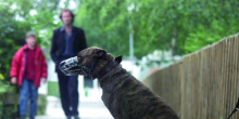 Un de cada cinc atestats per gossos perillosos es posa a l’eix comercial de la capital