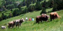 El bestiar se’n va de vacances a Setúria