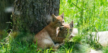 Naturlandia viu l’excepcionalitat de veure néixer dues cries de linx