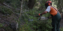 Integra Pirineus treballa per netejar el bosc de la Comella