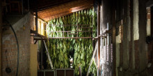Calvó estudia importar els models de cultiu de cànnabis de Suïssa i el Canadà