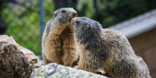 Naturlàndia acull tres marmotes