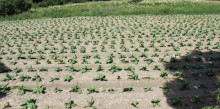 Primeres plantacions de tabac afectades per les fortes pluges