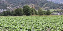 Un fong ha causat la mort  de moltes plantes de tabac