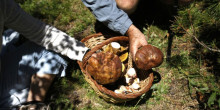 La calor i la sequera de juliol retardaran la campanya de bolets