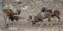 Naturlandia trasllada 40 animals a la reserva catalana