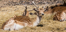 Wild Forest demana diners pels animals de Naturlandia