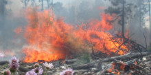 Marques de fusta locals per ajudar a reduir el risc d’incendi