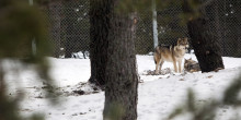 Naturland tanca definitivament el parc d'animals