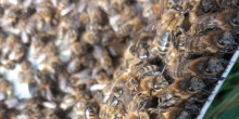 Els apicultors volen que el nou estudi sigui més acurat i extens