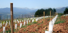 Freixenet pretén encapçalar el primer vi escumós de Cerdanya 