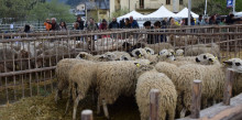 Ordino clou amb èxit la segona edició de la Fira del bestiar