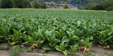 Els temporals provoquen danys a diverses plantacions de tabac