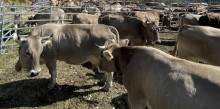 Canillo fa el sanejament a 250 caps de bestiar boví