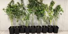 La Policia desmantella una plantació de marihuana