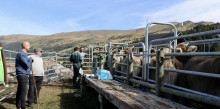 Fins a 250 caps de bestiar boví a la tradicional vacada d’Encamp
