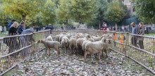 Èxit de participació en la Fira del Bestiar de Canillo