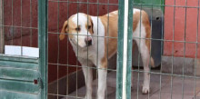 Rècord d’ocupació a la gossera amb 38 animals pendents d’adopció