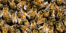 Es reprenen les formacions d’apicultura a Andorra