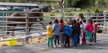 Èxit infantil a la Fira del Bestiar