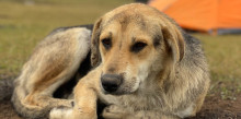 S’investiga una botiga per comprar animals de venda de gossos