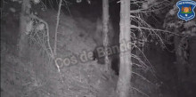 Enregistren un os en una zona boscosa d’Ordino