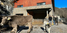 Gaspà assegura que donaran suport a la ramaderia