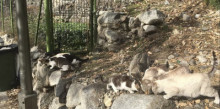 Laika gestionarà les colònies de gats d'Andorra la Vella