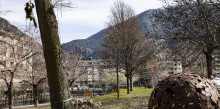 La capital retira un arbre del Parc Central per risc de caiguda