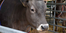 Les dues vaques de raça bruna, subhastades a 6.000 i 6.300 euros