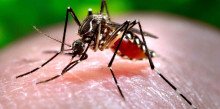 El Govern creu que a Andorra no hi haurà transmissió autòctona de Zika