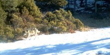 Detectats llops a les muntanyes del Ripollès i de la Cerdanya