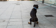Campanya de sensibilització per eradicar les caques de gos a Canillo