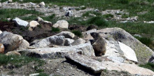 L’endogàmia posa en perill la supervivència de les marmotes