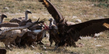 Nous atacs mortals de voltors al bestiar del Pallars Sobirà 