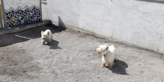 Dos gossos en un pipicà a la zona d’Escaldes.