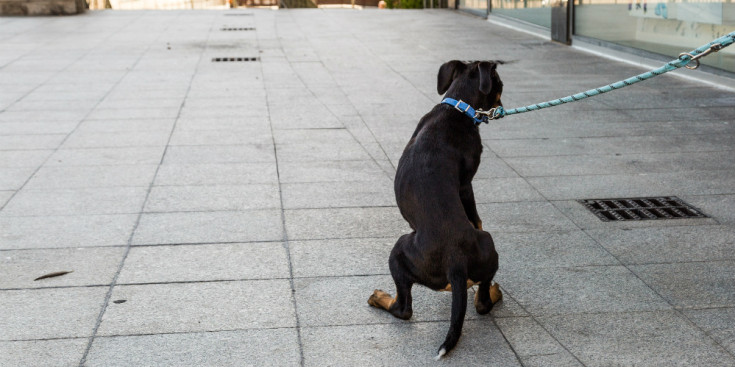 Un gos és passejat pels carrers del centre d’Escaldes-Engordany.