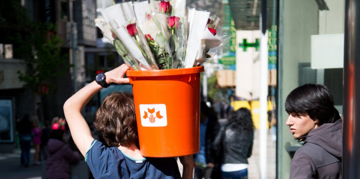 Un jove carrega amb el cubell de roses per a la seva venda.