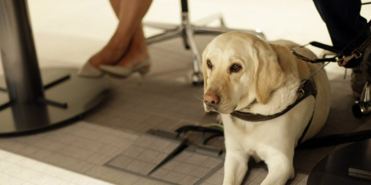 Un gos pigall entrenat per ajudar a les persones amb discapacitat.