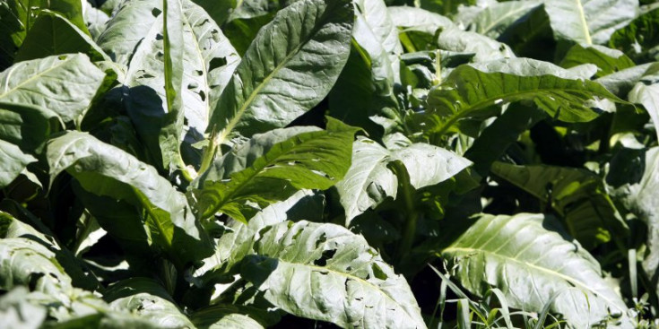 Unes plantes de tabac que han estat malmeses per una pedregada.