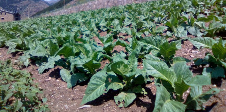 Un camp de tabac a la carretera del Forn de Canillo afectat per la calamarsa, ahir.