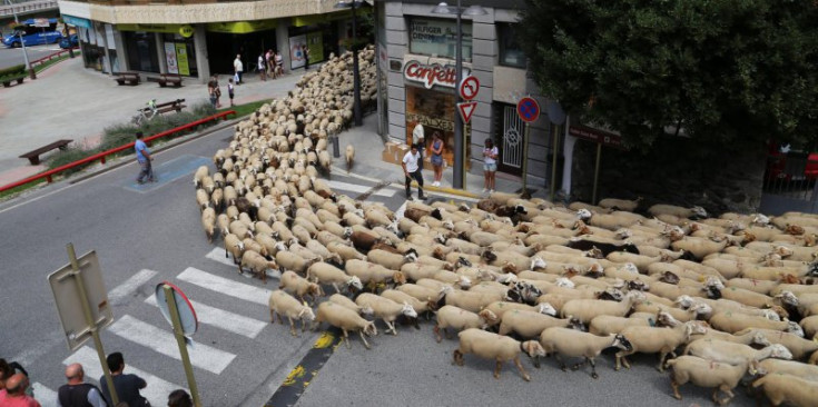 El ramat d’ovelles s’enfila cap a Nagol, ahir al matí.
