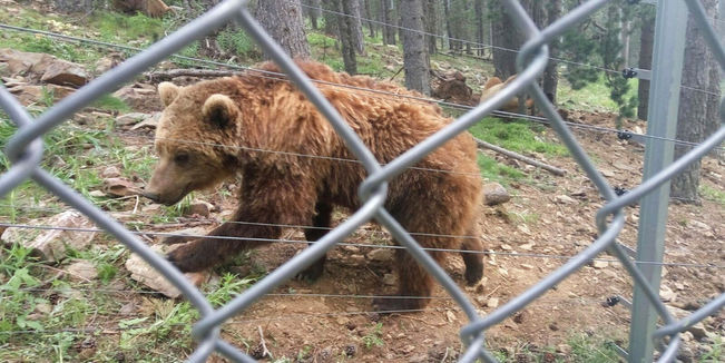 Un dels ossos del parc d’animals de Naturlandia.