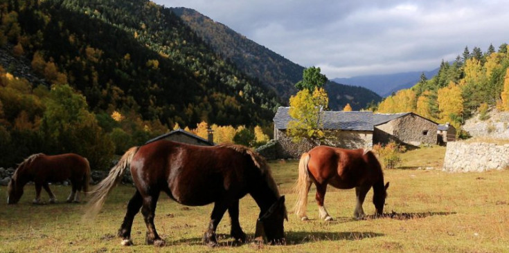 Dos cavalls pasturen a la Vall del Madriu-Perafita-Claror.