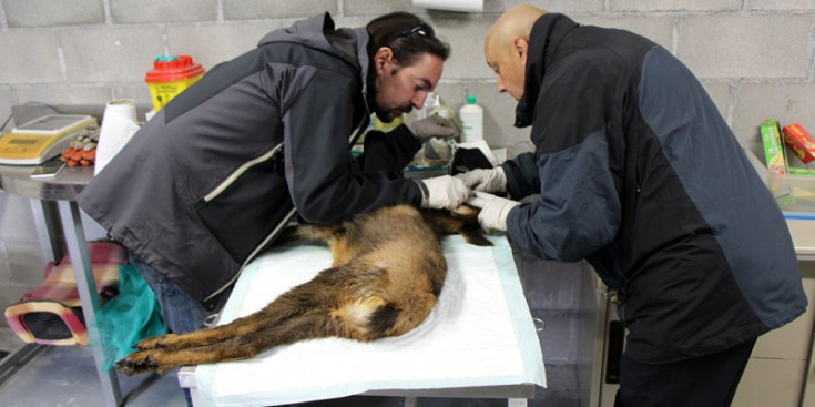 L’equip de la Unitat de fauna inspecciona la cria de l’isard.